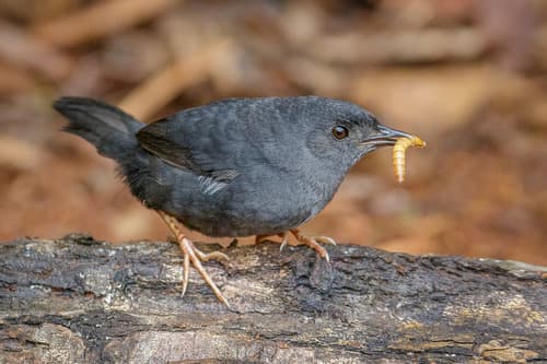 Marsh Tapaculo