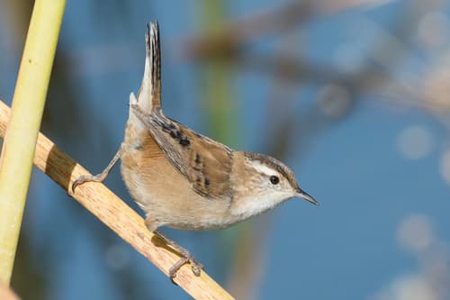 Marsh Wren
