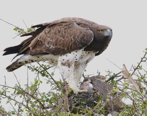 Martial Eagle