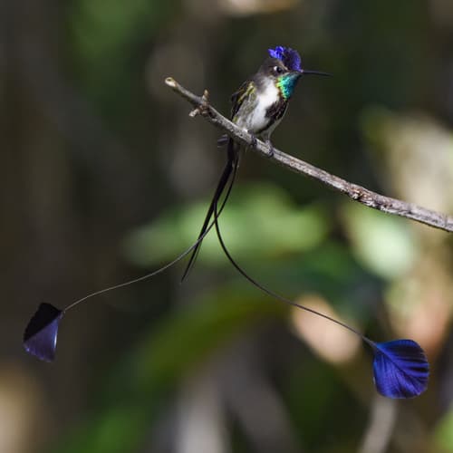 Marvelous Spatuletail