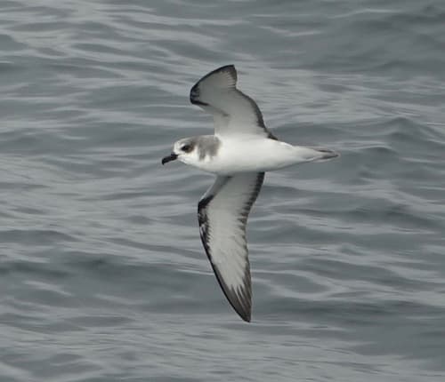 Masatierra Petrel