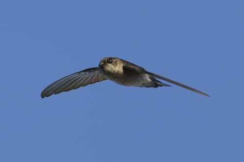 Mascarene Swiftlet