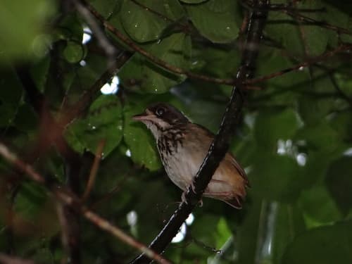 Masked Antpitta