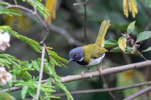 Masked Apalis