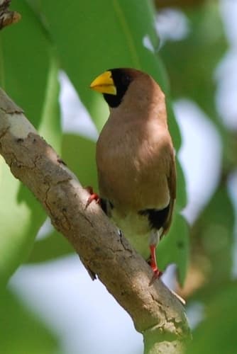 Masked Finch