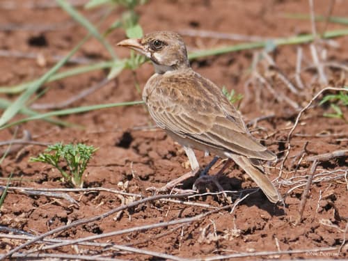 Masked Lark