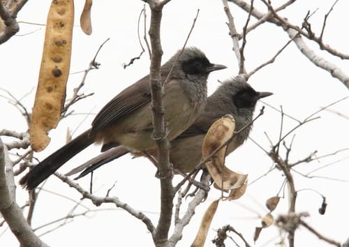 Masked Laughingthrush