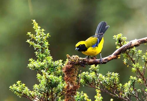 Masked Mountain Tanager