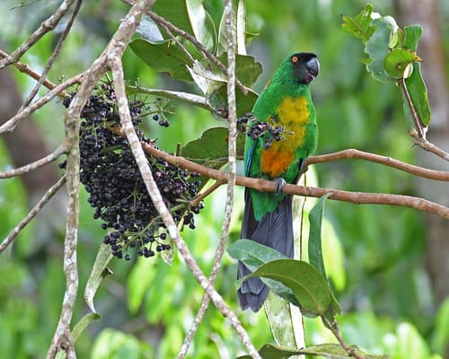 Masked Shining-Parrot