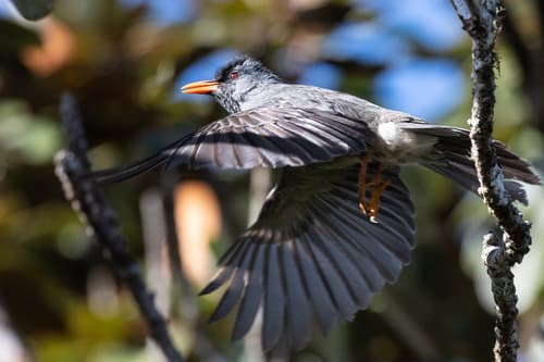 Mauritius Bulbul
