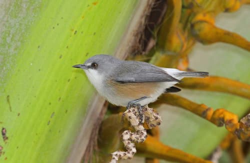 Mauritius Grey White-eye