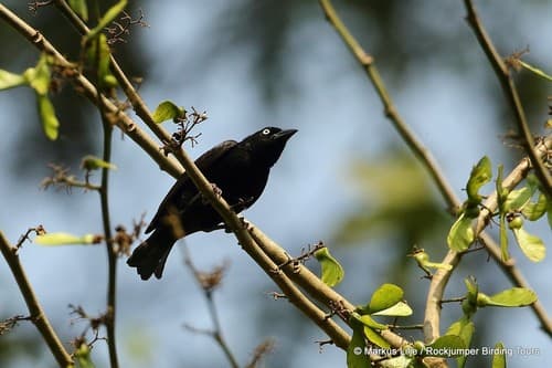 Maxwell's Black Weaver