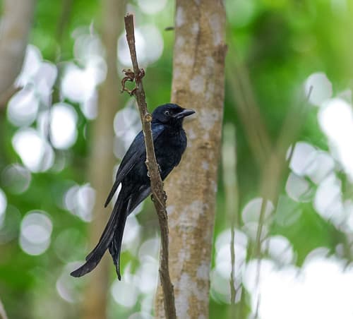 Mayotte Drongo