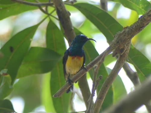 Mayotte Sunbird