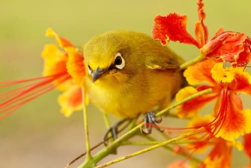 Mayotte White-eye