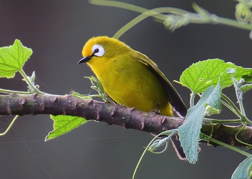Mbulu White-eye
