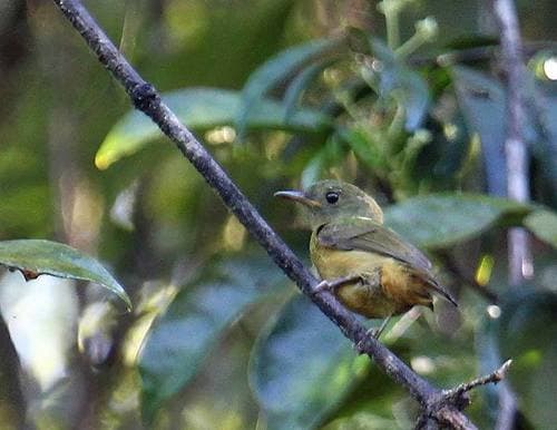 McConnell's Flycatcher