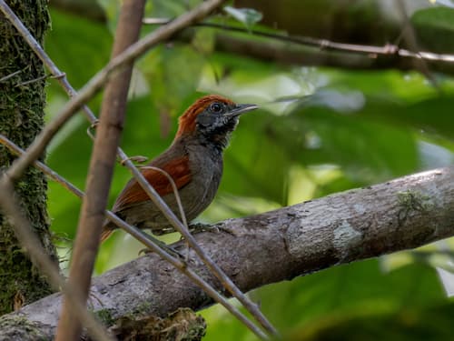 McConnell's Spinetail
