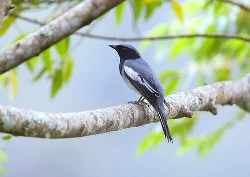 McGregor's Cuckooshrike