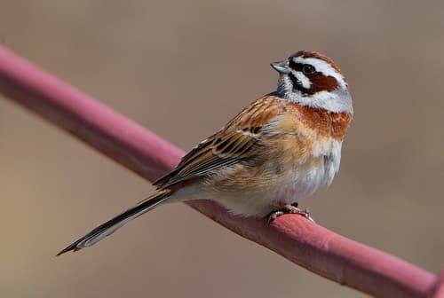 Meadow Bunting