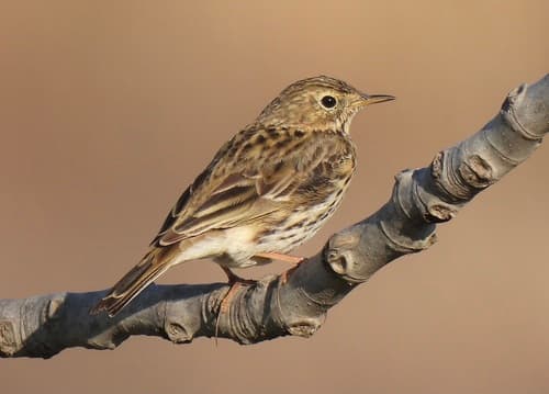 Meadow Pipit