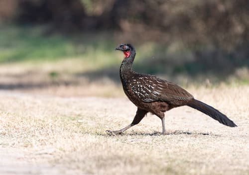 Yungas Guan