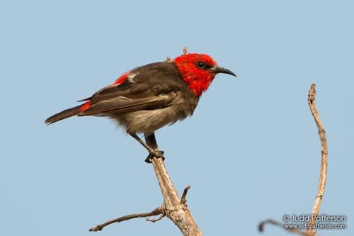 Red-headed Myzomela