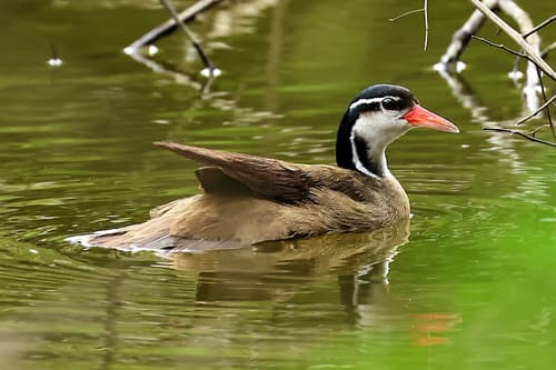 Sungrebe