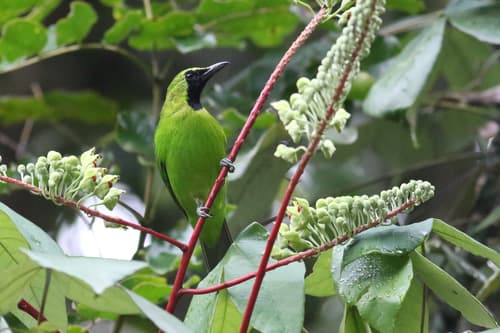Greater Green Leafbird