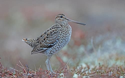 Great Snipe
