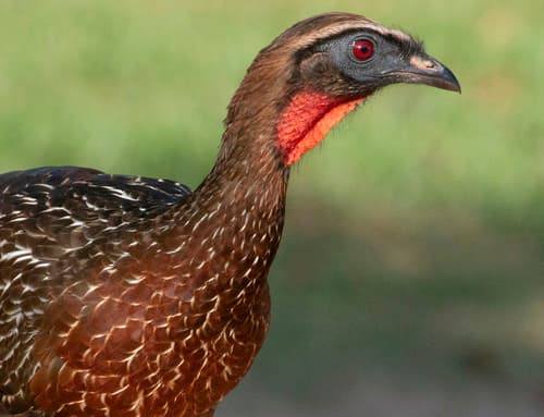 Chestnut-bellied Guan