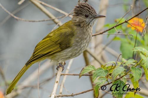Mountain Bulbul