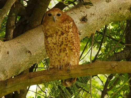 Pel's Fishing-Owl