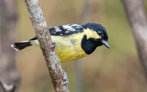 Elegant Tit