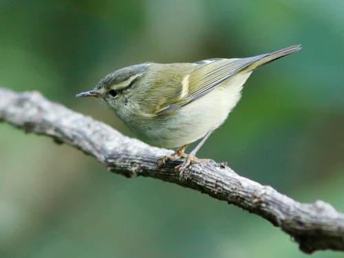 Buff-barred Warbler