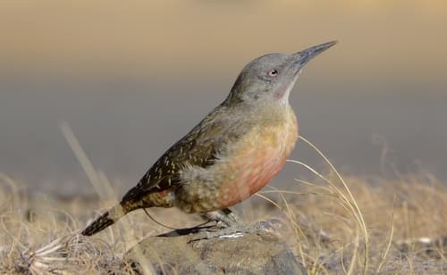 Ground Woodpecker