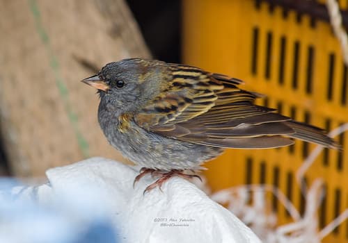 Grey Bunting