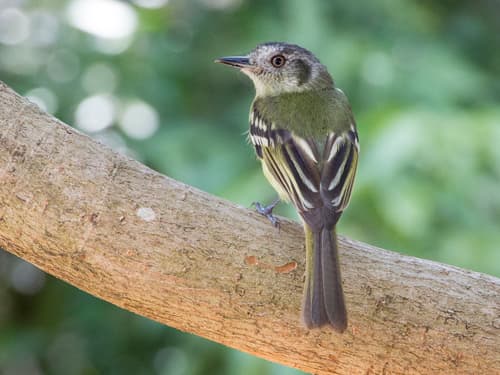 Slaty-capped Flycatcher