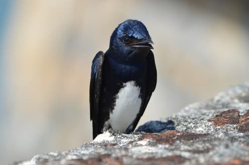 Caribbean Martin