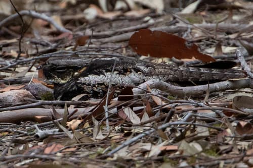 White-throated Nightjar