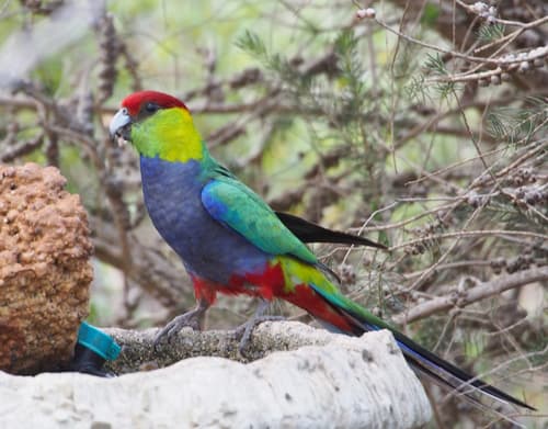 Red-capped Parrot