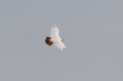 Red-tailed Hawk