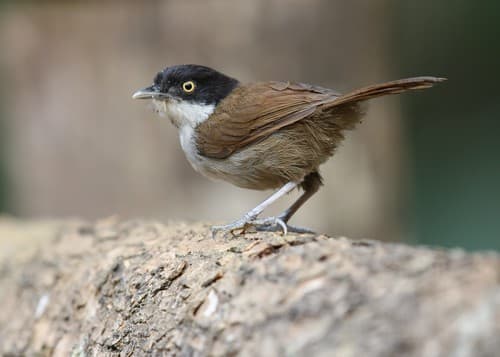 Dark-fronted Babbler