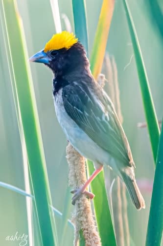 Black-breasted Weaver