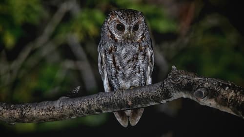 Flammulated Owl