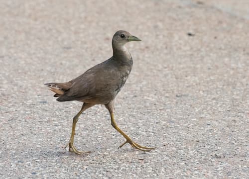 Pale-vented Bush-hen