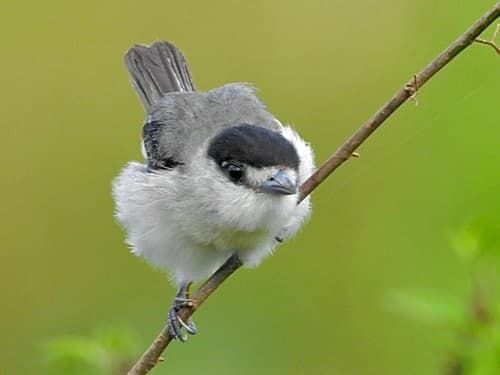 Cinereous Becard