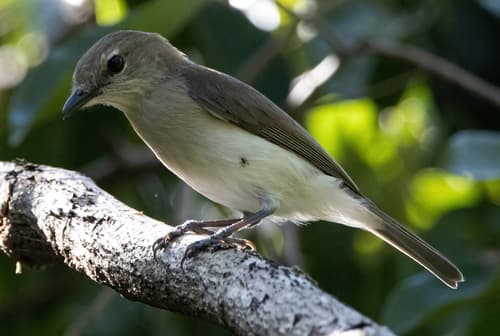 Grey Whistler