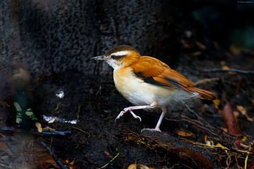 Pale-legged Hornero