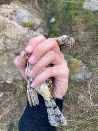 Eurasian Wryneck
